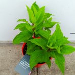 Hortenzia metlinatá (Hydrangea paniculata) ´LIVING COLOURFUL COCKTAIL´® by LIVING CREATIONS® - výška 20-30 cm, kont. C2L